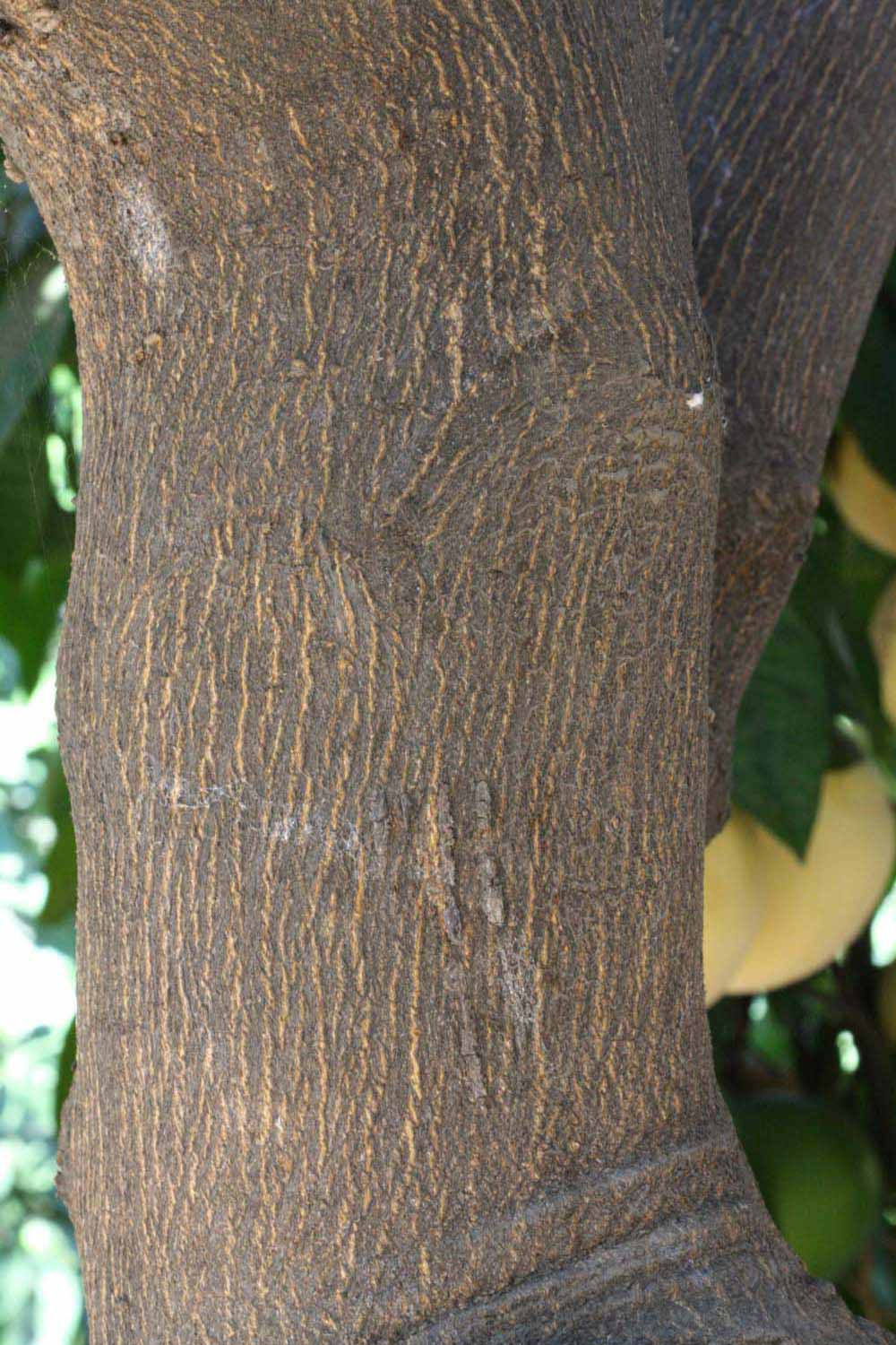            Bark (Riverside, CA)   